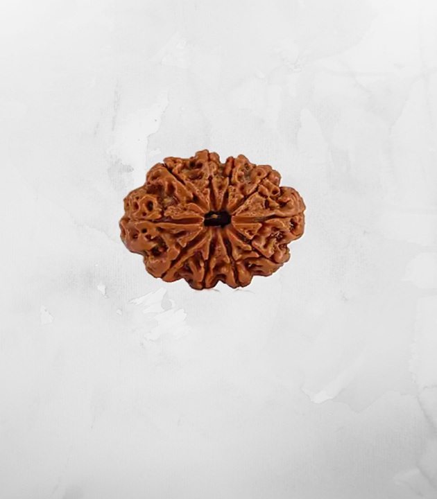 10-mukhi-nepali-rudraksh.jpg