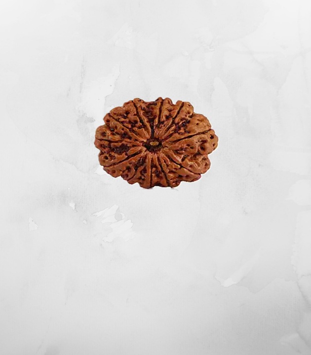 11-mukhi-nepali-rudraksh1.jpg