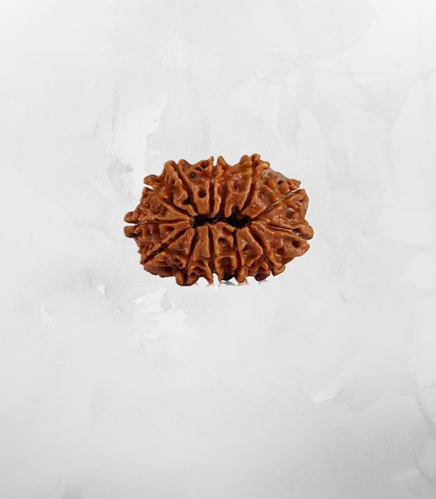 12-mukhi-nepali-rudraksh1.jpg