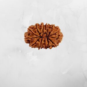 13 Mukhi Nepali Rudraksh