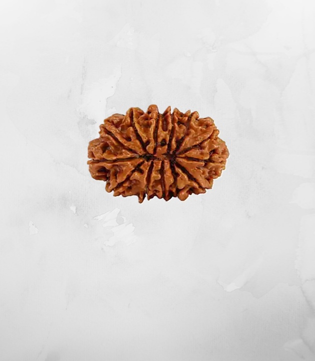 13-mukhi-nepali-rudraksh1.jpg