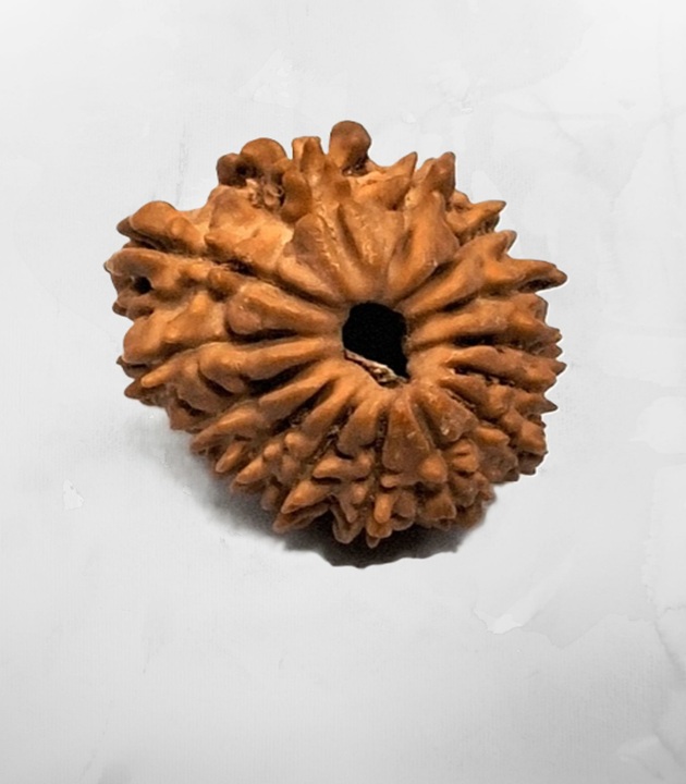 14-mukhi-nepali-rudraksh.jpg