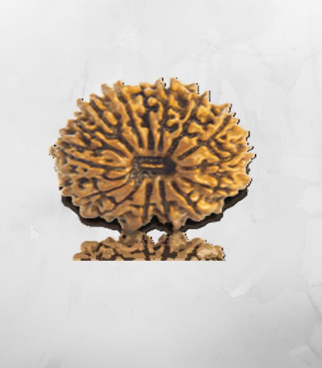 15-Mukhi-Nepali-Rudraksh.jpg