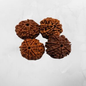 7 Mukhi Nepali Rudraksh