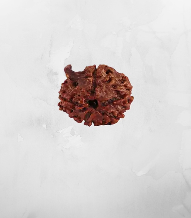 Ganesh-Mukhi-Nepali-Rudraksh.jpg