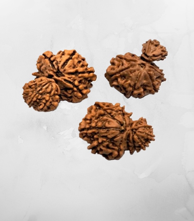 Garbh-gauri-nepali-rudraksh.jpg