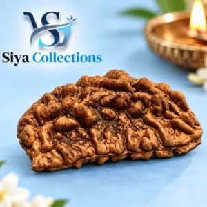 1 Mukhi Nepali Rudraksha - EK Mukhi